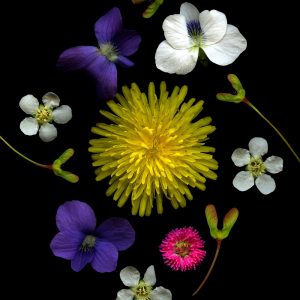 Aroma Hub Special Fragrance Blends