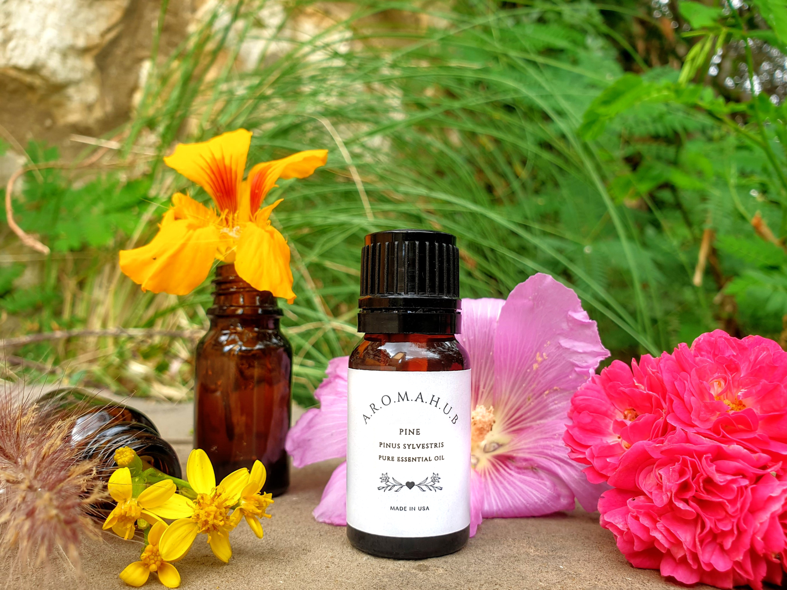 SCOTS PINE - Pinus sylvestris L.- 10 ML